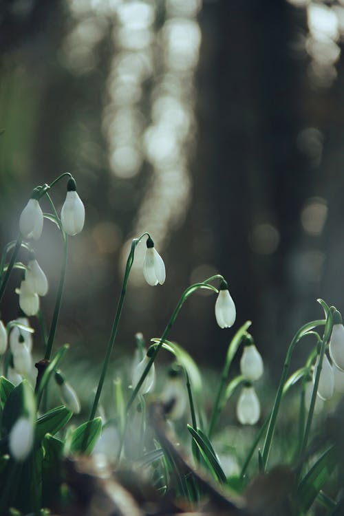 꽃, 봄, 수직 쐈어의 무료 스톡 사진