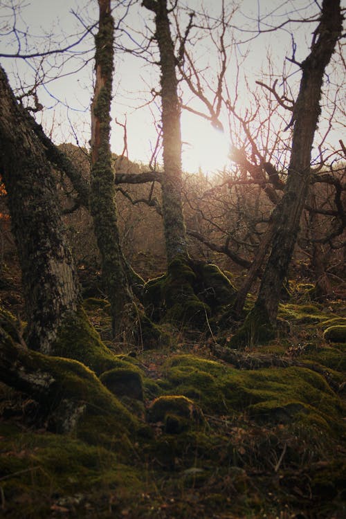 Sunset Sunlight over Bare Trees in Forest