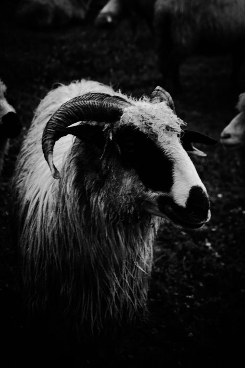 Free Dramatic black and white close-up of a horned sheep outdoors. Stock Photo