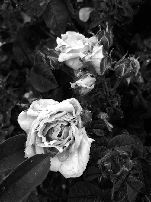 คลังภาพถ่ายฟรี ของ ขาวดำ, ดอกกุหลาบ, ดอกไม้