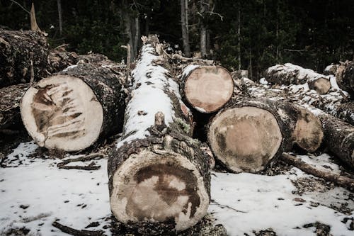 Foto d'estoc gratuïta de bagul, bosc, boscos