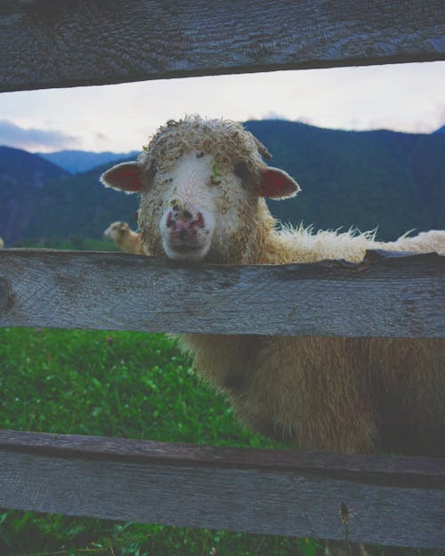 White Llama Near Fence