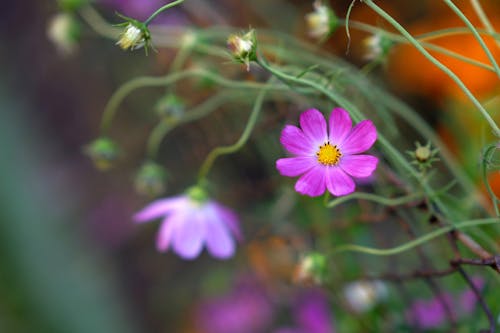 A purple flower is in front of a green fence