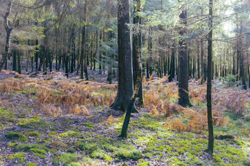 A forest with trees and ferns in the background