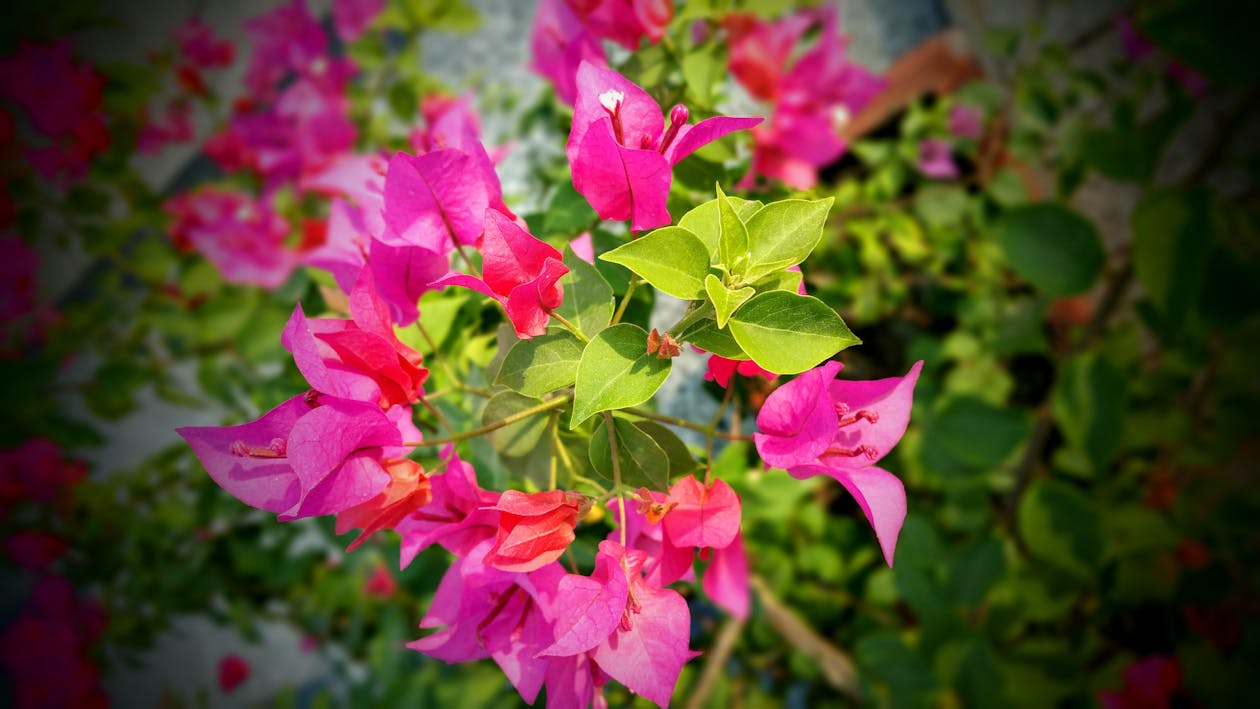 Pink and Green Leafed Plant Selective-focus Photography