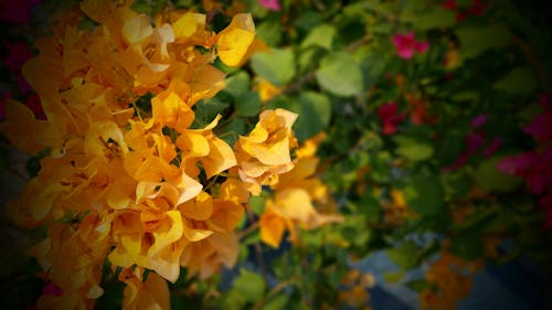 オレンジとグリーンのブーゲンビリアの花