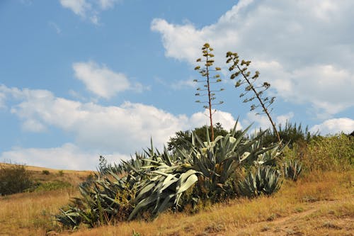 自然景觀, 萊索托, 藍天 的 免費圖庫相片