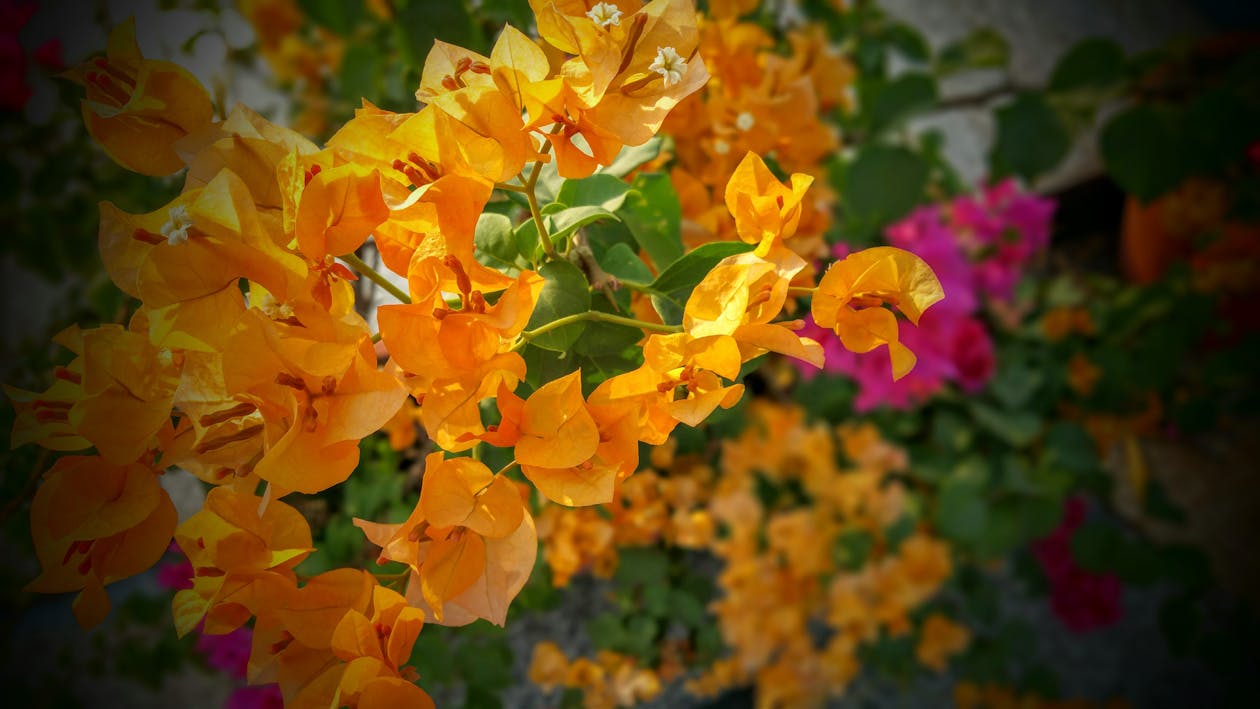 Flores De Buganvilla Naranja Y Rosa · Foto de stock gratuita