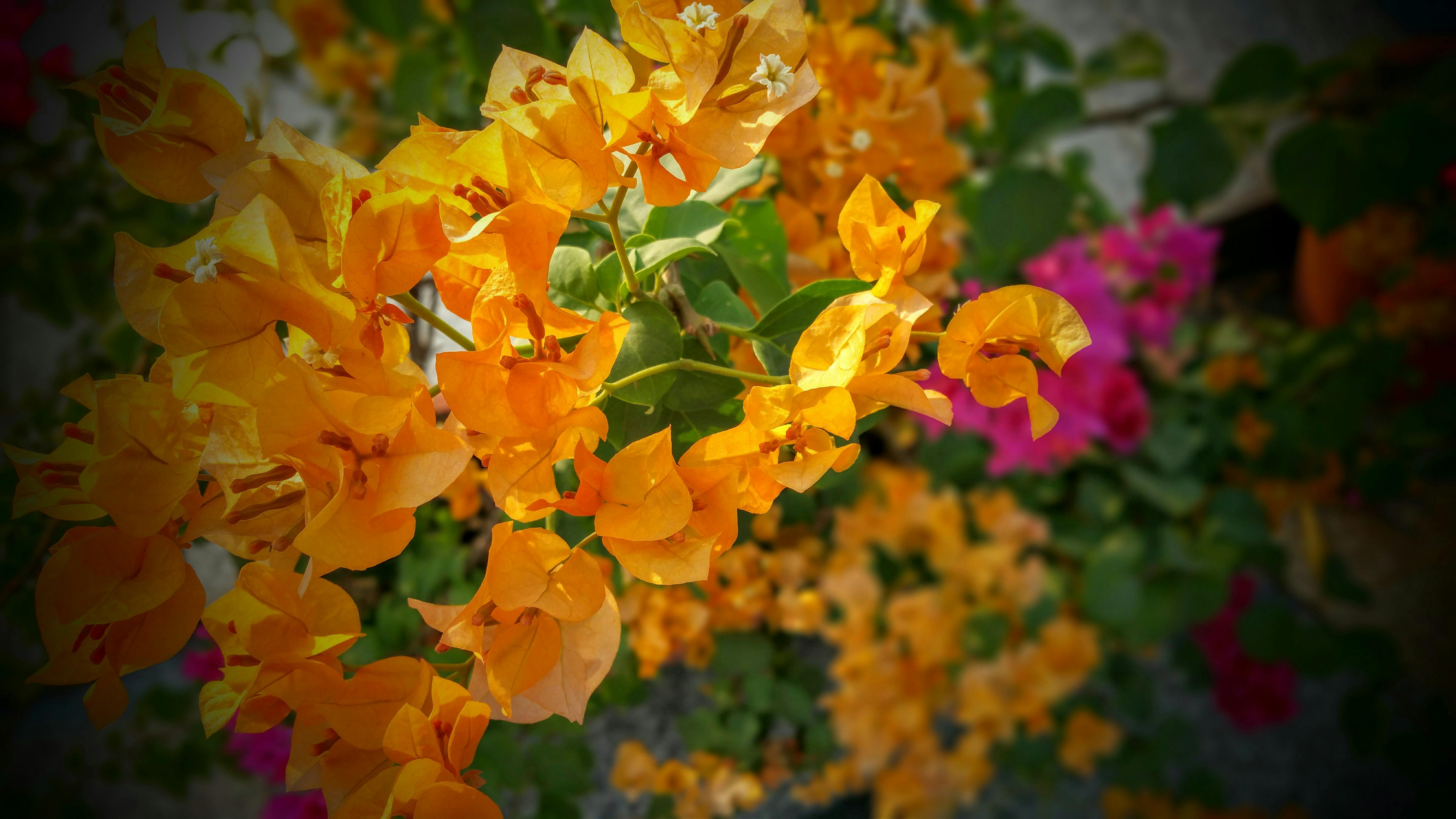 Flores De Buganvilla Naranja Y Rosa · Foto de stock gratuita