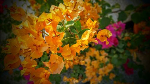 Free Close-up of vivid orange bougainvillea flowers blooming outdoors in a garden setting. Stock Photo