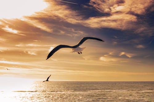A seagull flying over the ocean at sunset