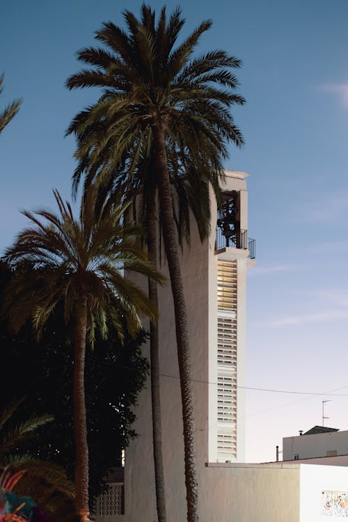 Palm Tree over Building