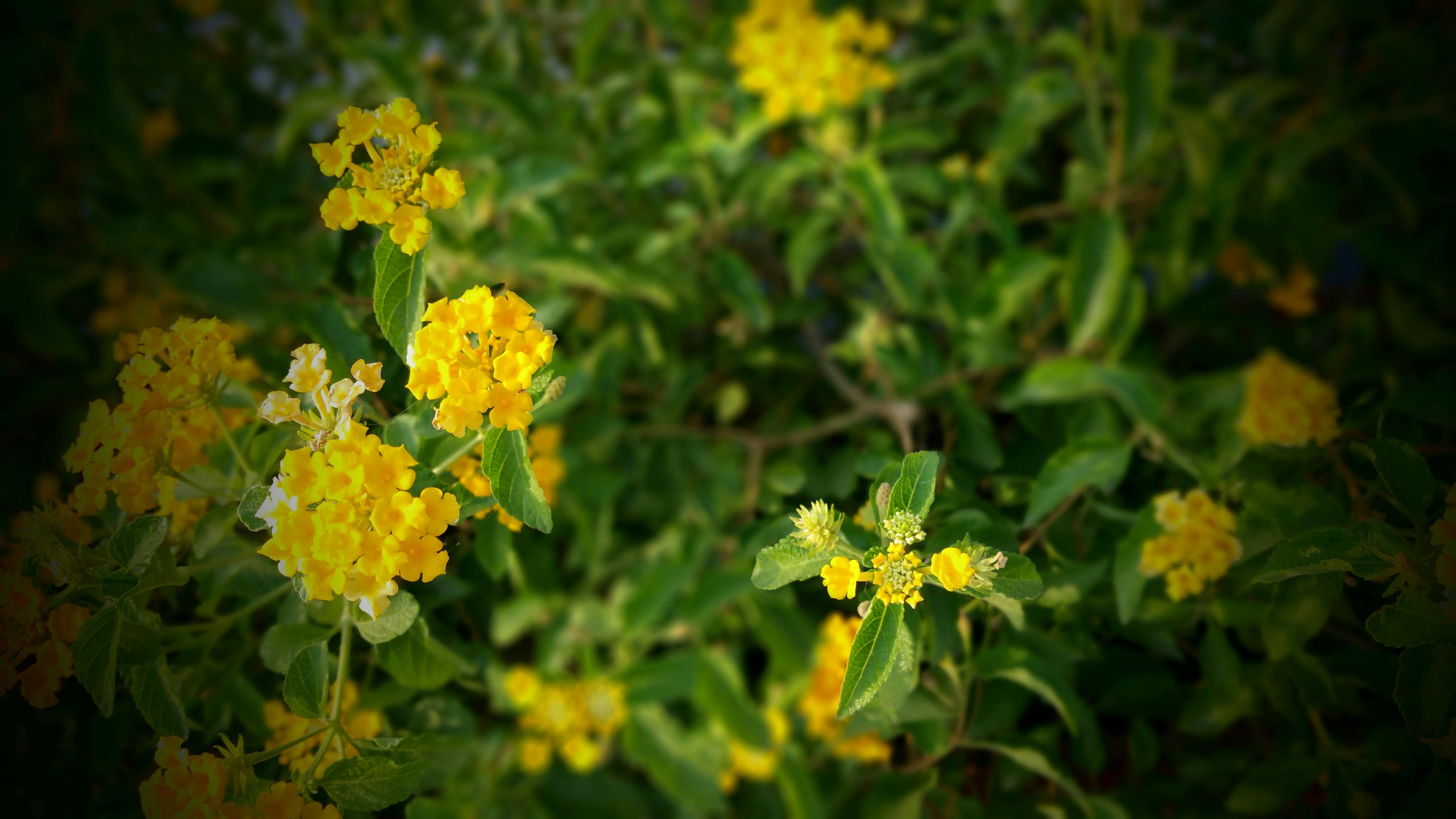 [ColoSach]-bright-yellow-wildflowers-with-lush-green-leaves-swaying-in-the-spring-breeze.