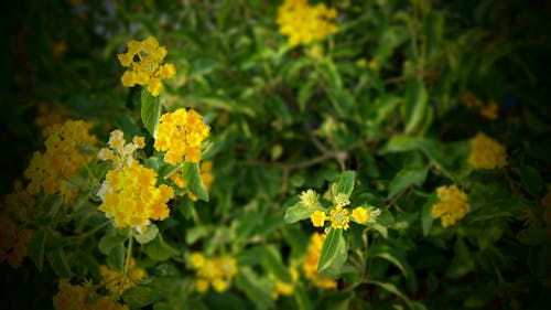 무료 노란색 Lantana 꽃 스톡 사진