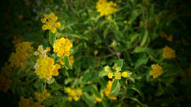 Bright yellow wildflowers with lush green leaves swaying in the spring breeze.