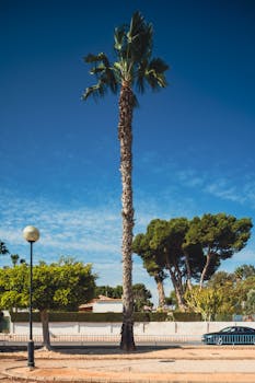 A tall palm tree under a clear blue sky in Santiago de la Ribera, Spain.
