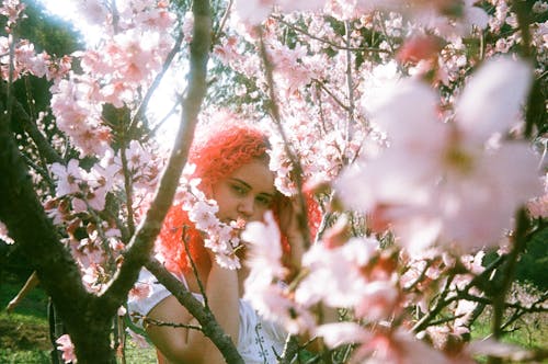 A woman with red hair in a cherry tree