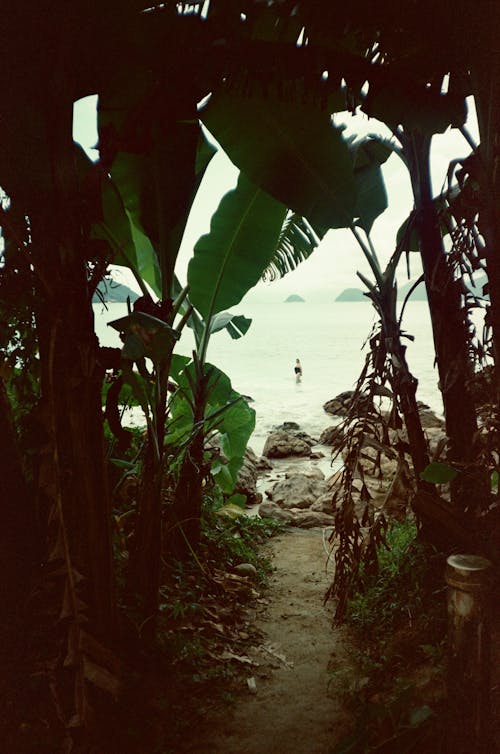 A path leading to the beach with palm trees