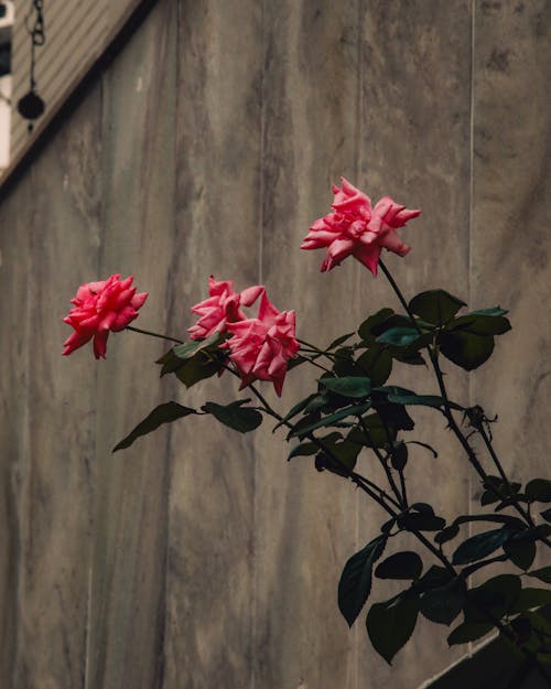 A pink rose is growing in front of a concrete wall