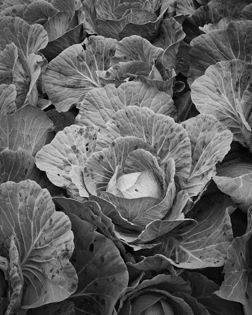 Black and white photograph of cabbage plants