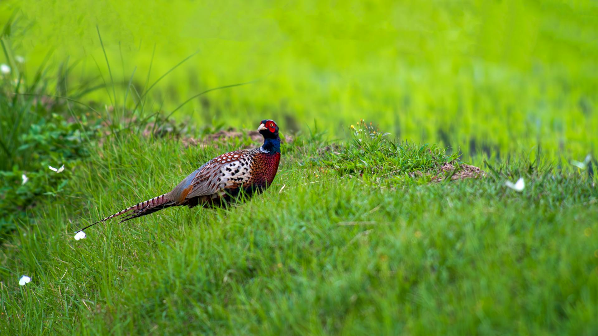 Pheasant Bird in Nature