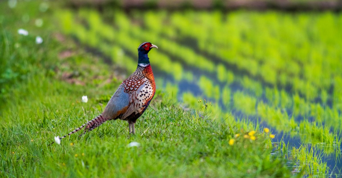 Pheasant Rearing Field Pheasant on Field · Free Stock Photo
