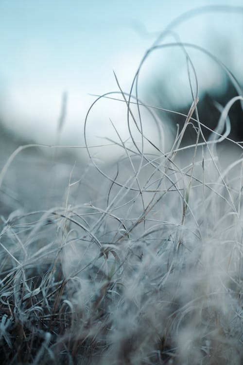 A close up of grass covered in frost
