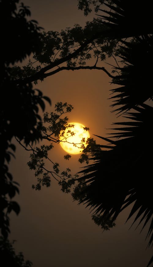 Tree with yellow light during night time