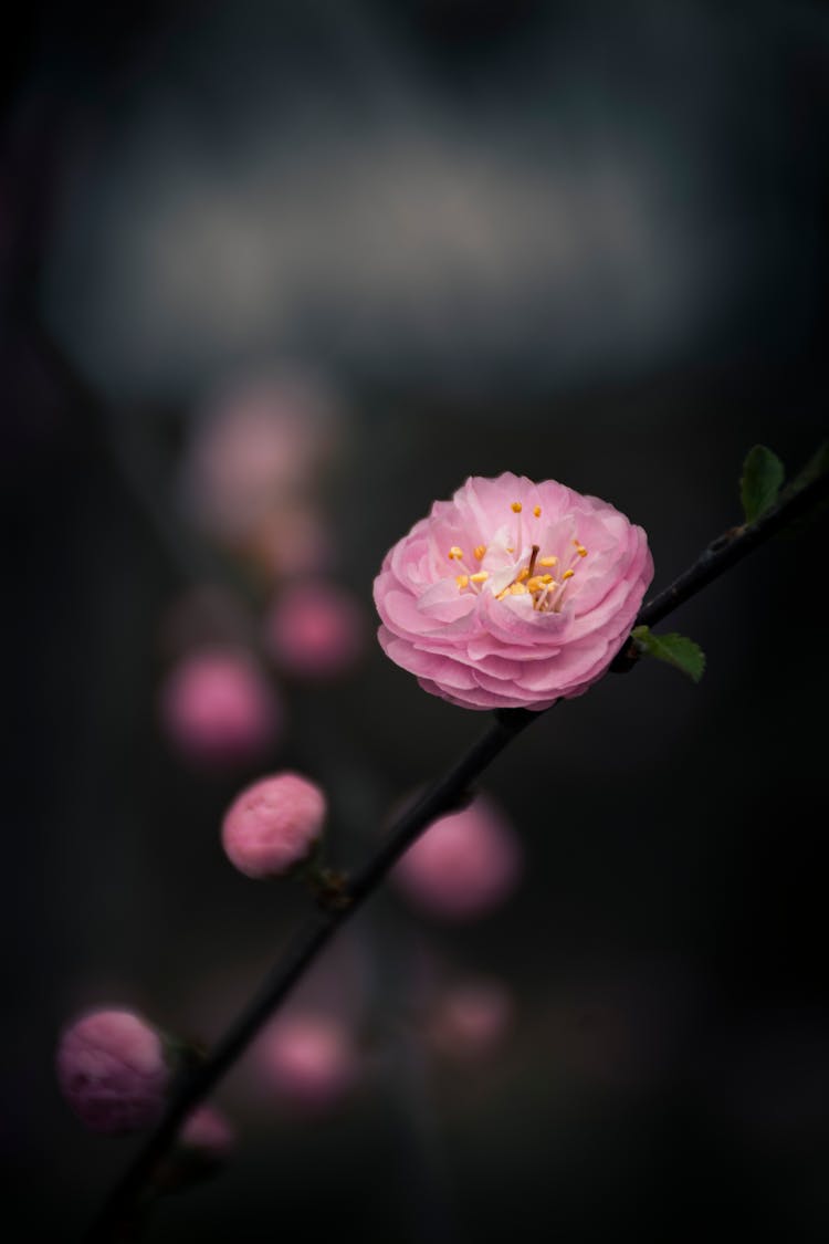 Pink Flower In Nature