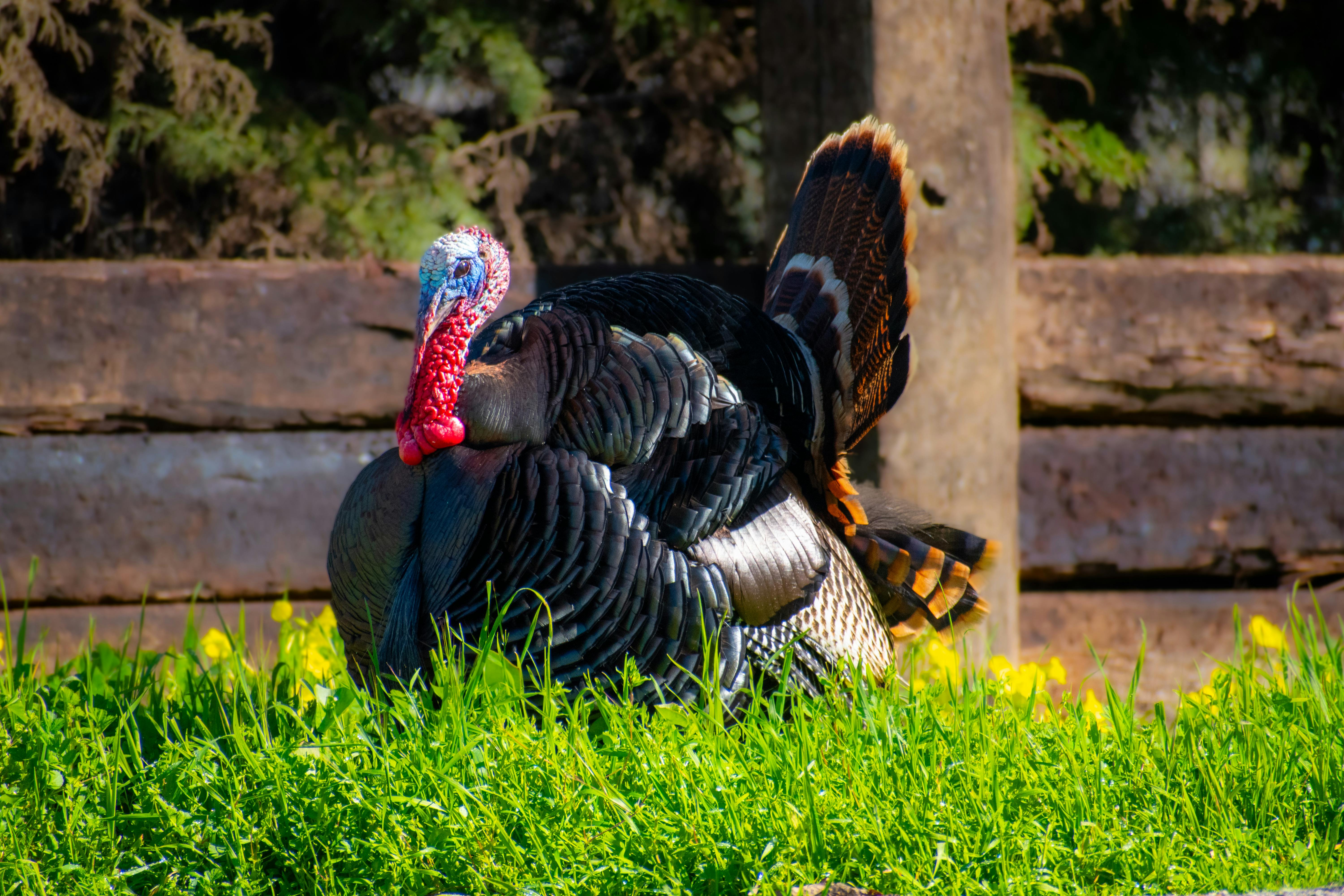 Wild Turkey on the Farm · Free Stock Photo