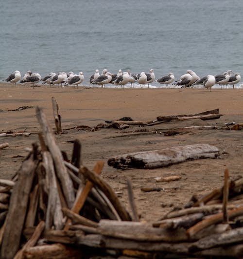 A group of birds standing on a beach near a body of water