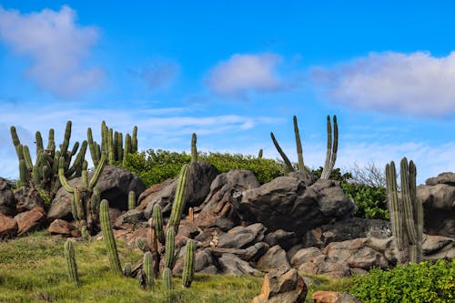 Free stock photo of background, blue sky, cacti
