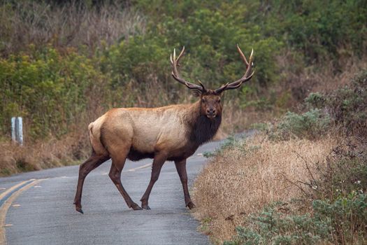 A stunning elk with antlers crosses a quiet forest road during autumn, showcasing wildlife in nature's splendor.
