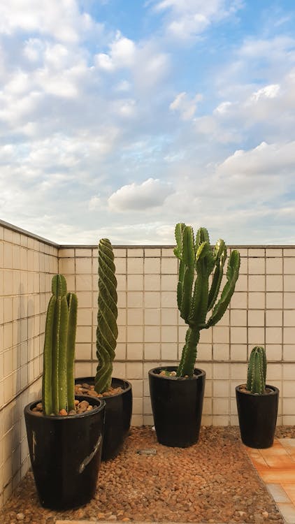 Vier Groene Cactussen Op Zwarte Pot