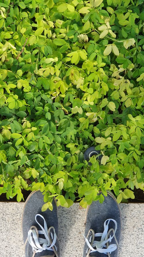 Free Close-up view of shoes surrounded by vibrant green leaves, showcasing nature's freshness. Stock Photo