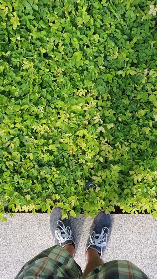 Free A person in sneakers standing on the edge of vibrant green foliage, perfect for nature and lifestyle concepts. Stock Photo