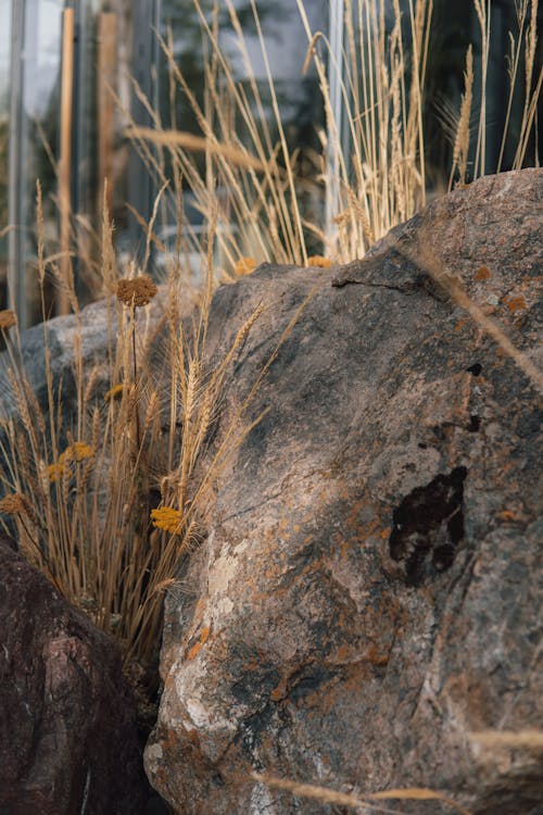 垂直ショット, 岩, 穀物の穂の無料の写真素材