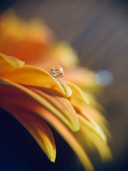 Foto d'estoc gratuïta de enfocament selectiu, flor, gotes de pluja