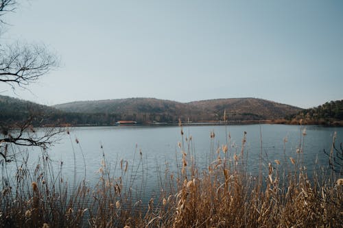 A lake with tall grass and trees in the background