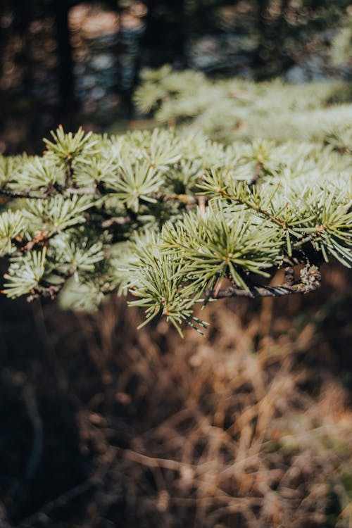 Immagine gratuita di ago, conifero, rami