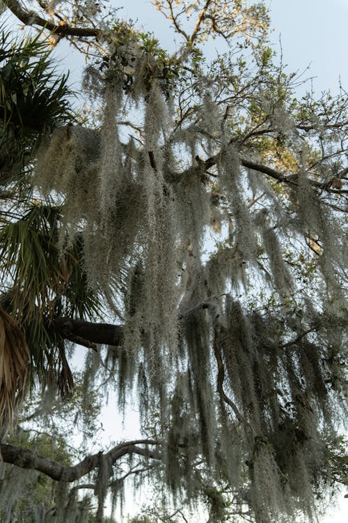 Darmowe zdjęcie z galerii z drzewo, gałęzie, hiszpański moss
