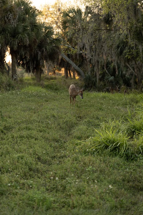 A deer is walking through the grass in a field