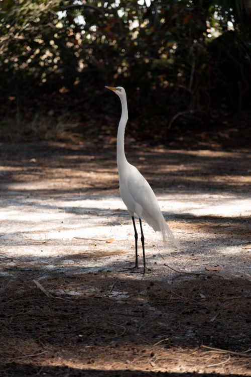 Free A graceful white heron stands on the ground in a forested area, captured in natural lighting. Stock Photo