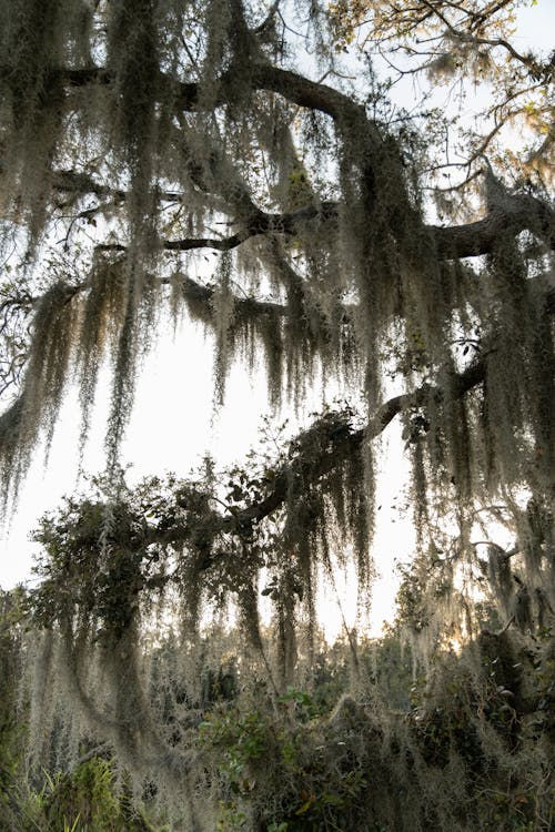 Foto d'estoc gratuïta de arbres, bosc, foto amb angle baix