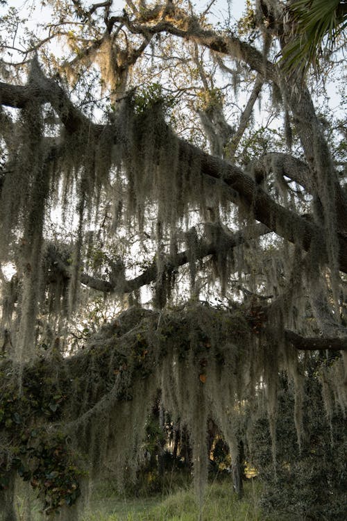 Spanish moss hanging from the trees in the park