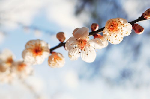 Darmowe zdjęcie z galerii z koreański, kwiat śliwy, pusan