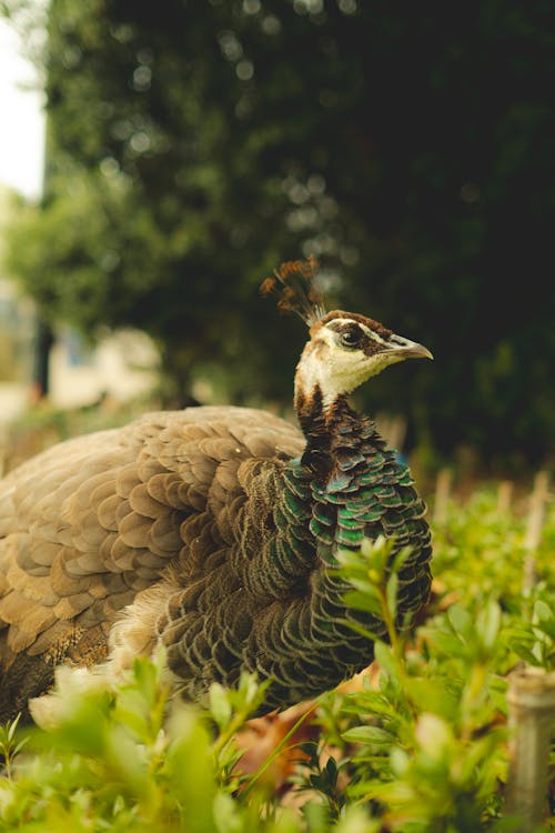 Foto profissional grátis de ave, foco seletivo, fotografia animal