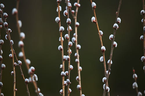 Gratis lagerfoto af gren, hvid, natur