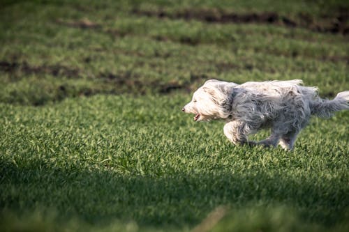 Gratis lagerfoto af græs, grøn, hund