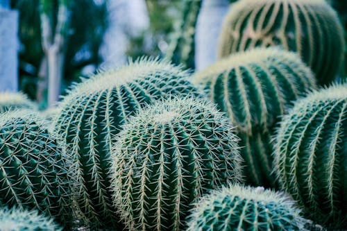 Darmowe zdjęcie z galerii z ciernie, kaktusy, natura